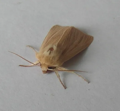 Common Wainscot - photo 8