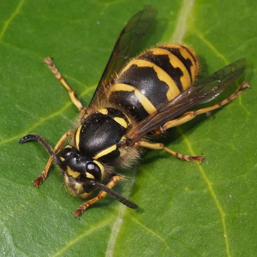 Common Wasp