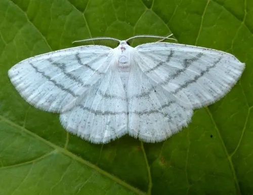Common White Wave