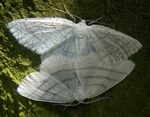 Common White Wave - photo 2
