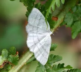 Common White Wave - photo 3