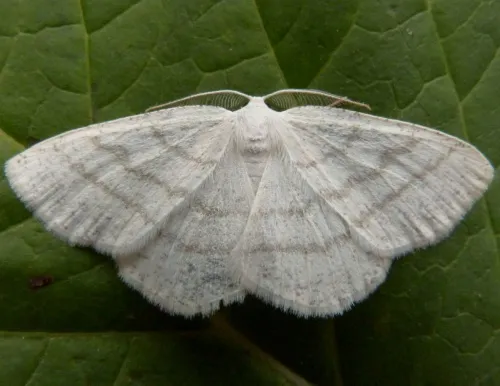 Common White Wave - photo 4