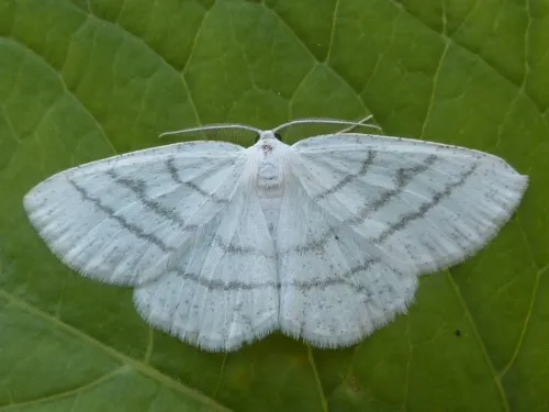 Common White Wave - photo 5