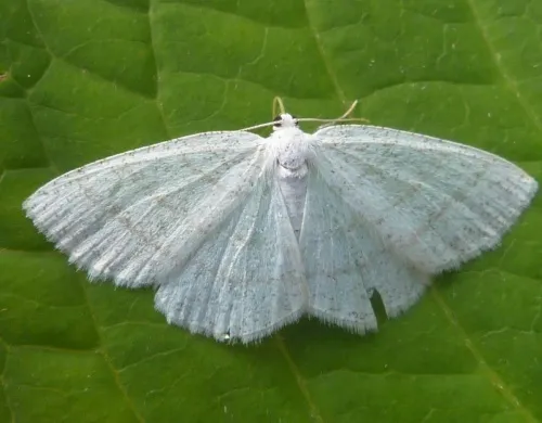 Common White Wave - photo 6