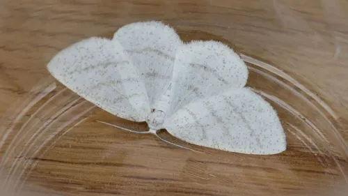 Common White Wave - photo 7