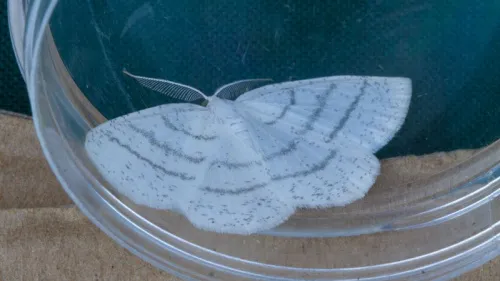 Common White Wave - photo 8