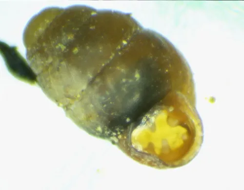 Common Whorl Snail
