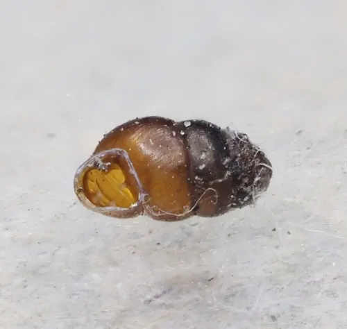 Common Whorl Snail - photo 2