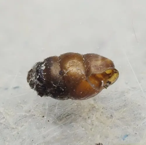Common Whorl Snail - photo 3