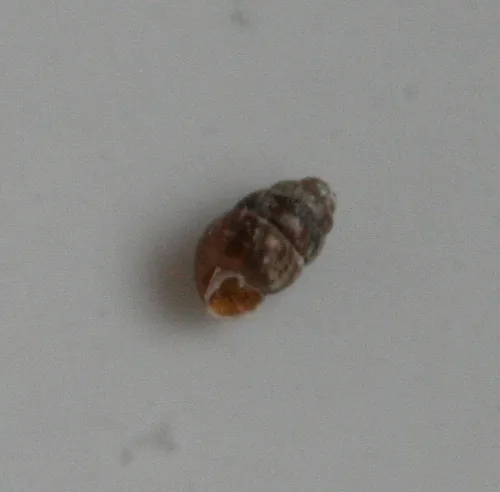 Common Whorl Snail - photo 4