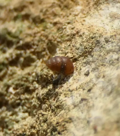 Common Whorl Snail - photo 5