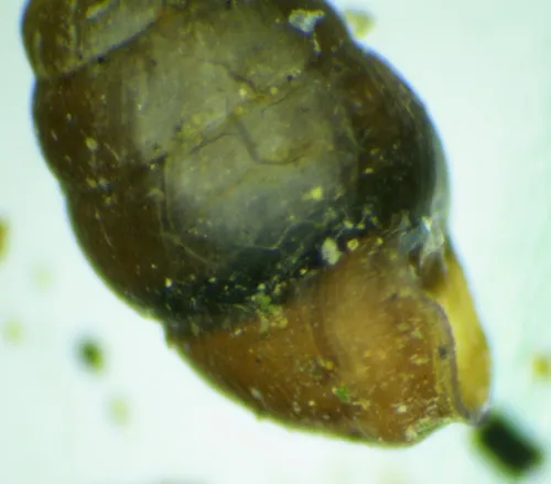 Common Whorl Snail - photo 6
