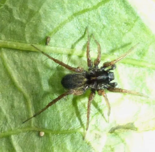 Common Wolf Spider - photo 2