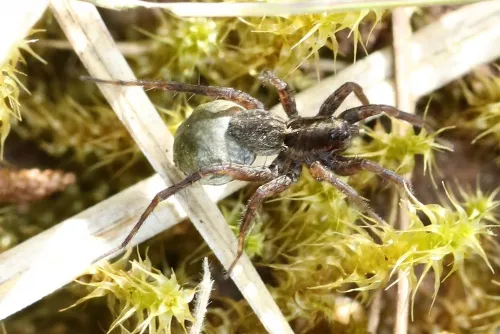 Common Wolf Spider - photo 3