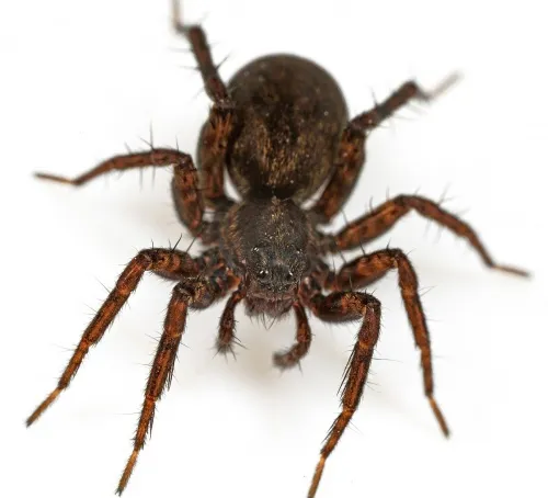 Common Wolf Spider - photo 4