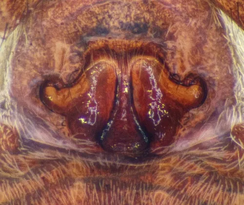 Common Wolf Spider - photo 5