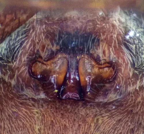Common Wolf Spider - photo 7