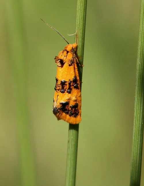 Commophila aeneana - photo 2