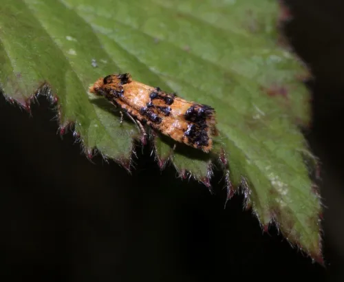 Commophila aeneana - photo 6