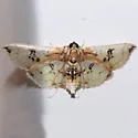 Compacta capitalis - Hodges#5233 - Compacta capitalis