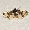 Compacta capitalis - Hodges#5233 - photo 4