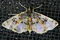 Compacta hirtalis - Hodges#5234