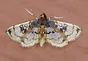 Compacta hirtalis - Hodges#5234 - photo 2