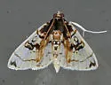 Compacta hirtalis - Hodges#5234 - photo 3