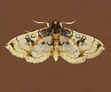 Compacta hirtalis - Hodges#5234 - photo 4
