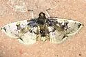 Compacta hirtalis - Hodges#5234 - photo 5