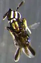 Comperiella bifasciata