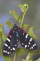 Faithful Beauty - Hodges#8038 - Composia fidelissima
