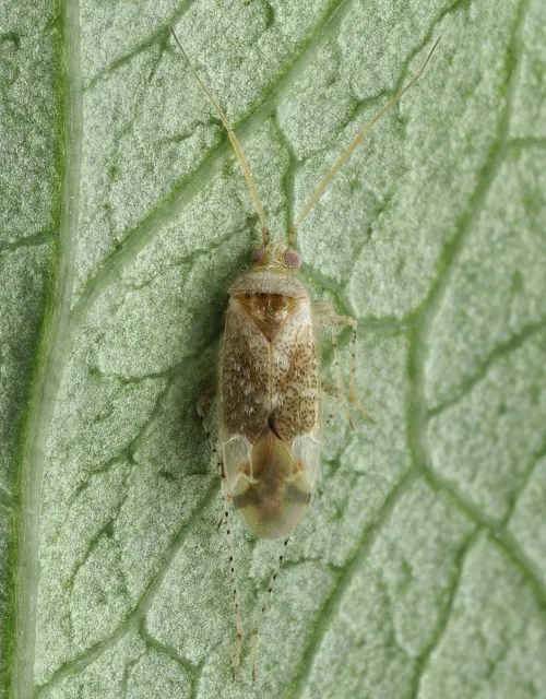 Compsidolon salicellum