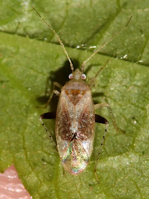 Compsidolon salicellum - photo 2