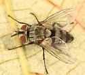 Compsilura concinnata - photo 2