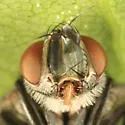Compsilura concinnata - photo 3