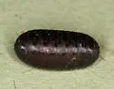 Compsilura concinnata - photo 4
