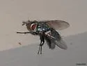 Compsilura concinnata - photo 5