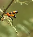Compsobracon magnificus