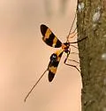 Compsobracon magnificus - photo 3
