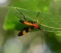 Compsobracon magnificus - photo 4