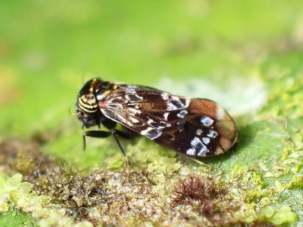Compsocidae - photo 2