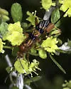Compsocryptus calipterus - photo 3