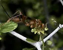 Compsocryptus calipterus - photo 4