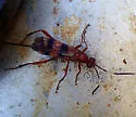 Compsocryptus calipterus - photo 5