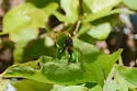 Compsocryptus fasciipennis - photo 2