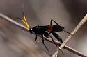 Compsocryptus fasciipennis - photo 3
