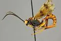 Compsocryptus resolutus
