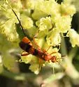 Compsocryptus resolutus - photo 2