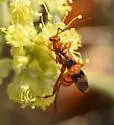 Compsocryptus resolutus - photo 3